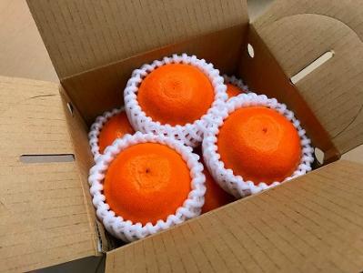 せとか 甘っ子 小玉 ハウス せとか 9玉入 手さげ箱 南泰園