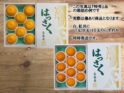 有田 はっさく 紅白 食べくらべ 化粧箱 みかん
