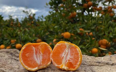 年内発送 完熟早生 有田みかん 特秀 L または M サイズ 5kg 和歌山 南泰園 みかん