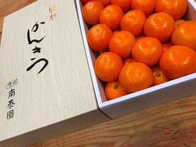 年内発送 完熟早生 有田みかん 化粧箱 特秀 M サイズ 40玉入 和歌山 南泰園 みかん