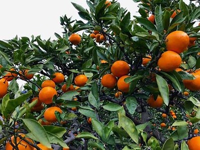 年内発送 完熟早生 有田みかん 化粧箱 特秀 M サイズ 40玉入 和歌山 南泰園 みかん