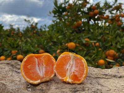 年内発送 ちょっと 傷あり 完熟早生 有田みかん S または SS 5kg 和歌山 南泰園 みかん