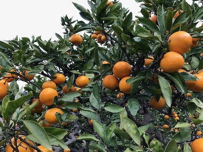 年内発送 ちょっと傷あり 完熟早生 有田みかん M ~ SS サイズ 2kg 手さげ箱 みかん