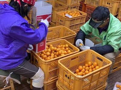 年内発送 完熟早生 有田みかん 小玉ちゃん 等級混合 2.2 kg