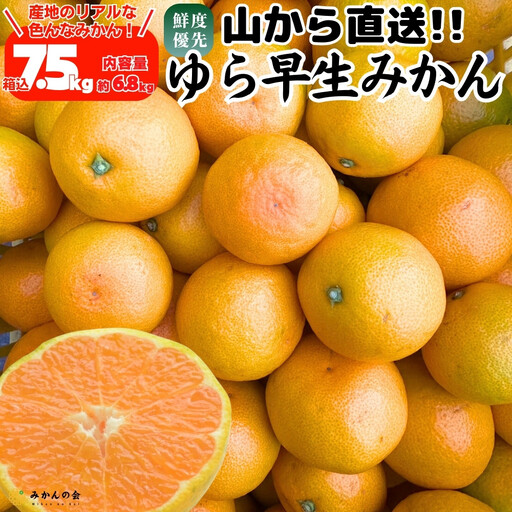 ゆら早生 みかん 山から直送 箱込 7.5kg (内容量 6.8kg) 採れたてそのままごろごろ規格 有田みかん 和歌山県産 【みかんの会】［2026年10月下旬頃より順次発送予定］