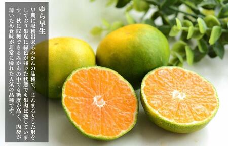 訳あり ゆら早生 みかん 箱込10kg(内容量 9.2kg)サイズミックス 有田みかん 和歌山県産 【みかんの会】［2026年10月下旬頃より順次発送予定］