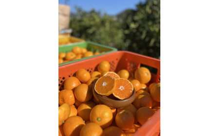 有田みかん S 5kg 贈答用 乳酸菌栽培