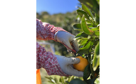 有田みかん S 5kg 贈答用 乳酸菌栽培