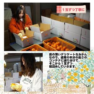 有田みかん しにせの味 約3kg S～2Lのいずれか 秀品または優品　みかん・有田みかん・温州みかん・柑橘みかん・和歌山みかん