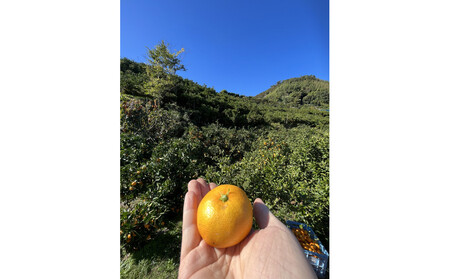 有田みかん L 5kg 贈答用 乳酸菌栽培