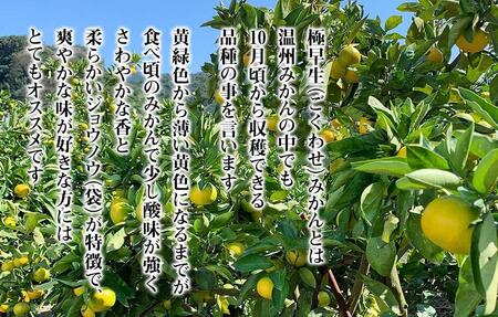 訳あり 極早生 箱込 7.5kg (内容量約 6.8kg) サイズミックス 有田みかん 和歌山県産 【みかんの会】［2026年10月上旬頃より順次発送予定］