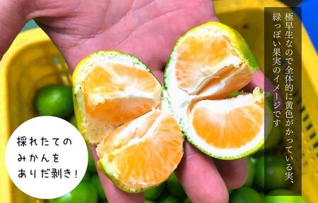 訳あり 極早生 みかん 箱込 5kg (内容量約 4.4kg) サイズミックス 有田みかん 和歌山県産
