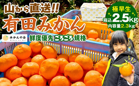 みかん 極早生 山から直送 箱込 2.5kg (内容量約 2.3kg) 採れたてそのままごろごろ規格 有田みかん 和歌山県産 【みかんの会】［2026年10月上旬頃より順次発送予定］