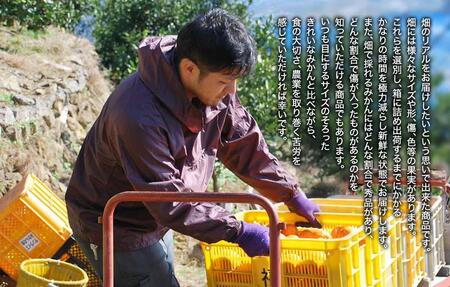 みかん 山から直送 箱込 2.5kg ( 内容量約 2.3kg ) 鮮度優先ごろごろ規格 和歌山県産 産地直送 家庭用【みかんの会】