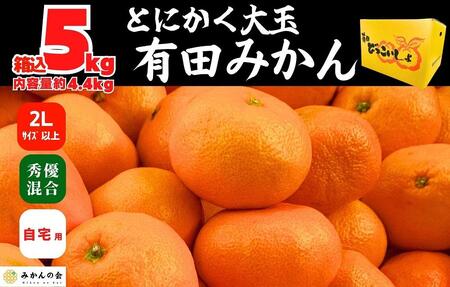 みかん 大玉 どっこいしょ 箱込 5kg ( 内容量約 4.4kg ) 2Lサイズ以上 秀品 優品 混合 有田みかん 和歌山県産 産地直送 家庭用【みかんの会】