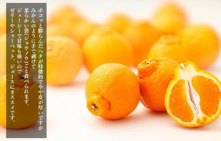 不知火 大玉 どっこいしょ 箱込 5kg (内容量約 4.4kg) 秀優混合 和歌山県産［みかんの会］