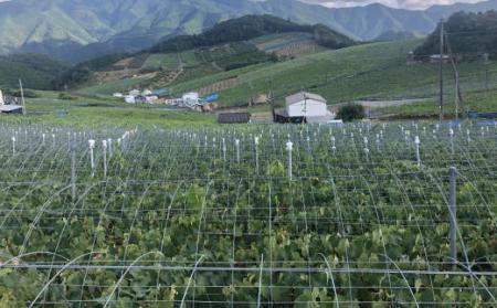 ［先行予約］［数量限定］希少なぶどう「BKシードレス」約1.5kg★2026年８月中旬頃より順次発送