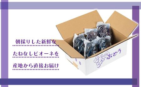 ［新鮮・産直］有田巨峰村の朝採りたねなしピオーネ　約2kg★2024年８月中旬頃より順次発送