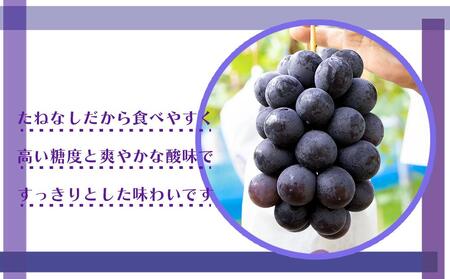 ［新鮮・産直］有田巨峰村の朝採りたねなしピオーネ　約2kg★2024年８月中旬頃より順次発送