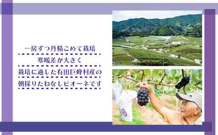 ［新鮮・産直］有田巨峰村の朝採りたねなしピオーネ　約2kg★2024年８月中旬頃より順次発送