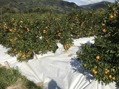 マルチ栽培 有田 みかん 小玉ちゃん 等級混合 2.2kg 南泰園