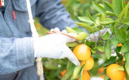 定期便 先行受付 2026年 10月発送スタート 有田みかん 食べくらべ 3種 化粧箱 各約 3kg 全3回 南泰園