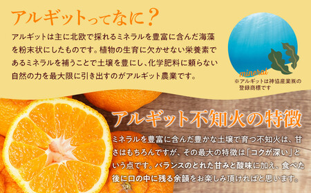 アルギット 不知火 約5kg 中玉 サイズ(20~22玉)不知火