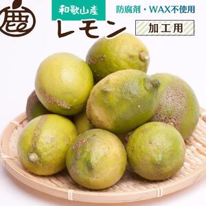 ＜9月より発送＞ 加工用 黒潮 レモン 4kg+120g（傷み補償分） 和歌山有田産 防腐剤・WAX不使用 安心の国産レモン 訳あり わけあり レモン 果汁用