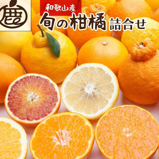 ［先行予約］厳選 柑橘詰合せ5kg+250g（傷み補償分）［有田の春みかん詰め合わせ・フルーツ詰め合せ・オレンジつめあわせ］［光センサー選別］