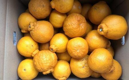 有田の不知火 約6.5kg サイズ混合［ 濃厚 ご家庭用向け ］★2026年2月中旬頃より順次発送