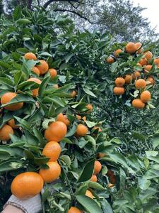 和歌山県産 有田みかん 5kg