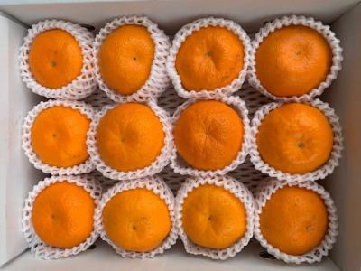 完熟はるみオレンジ 赤秀品 12玉入り
