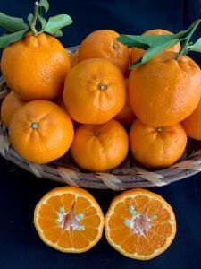 完熟ポンカン 赤秀品 5kg(М・L・2L/サイズ指定不可)