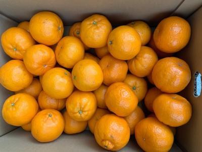 完熟ポンカン 赤秀品 5kg(М・L・2L/サイズ指定不可)