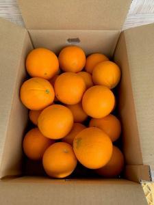 完熟ネーブルオレンジ 赤秀品 5kg(М・L・2L/サイズ指定不可)