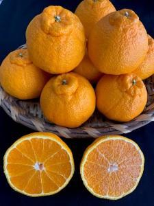 有田の不知火(しらぬい)24~18玉入り