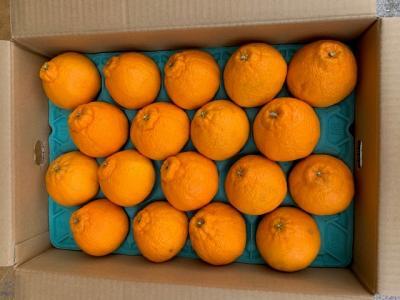 有田の不知火(しらぬい)24~18玉入り