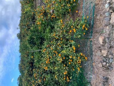 【数量限定】【赤秀特選品】有田みかん 約5kg(SもしくはМサイズ)※サイズ指定不可