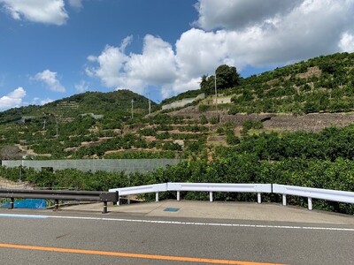 【数量限定】【赤秀特選品】有田みかん2Sサイズ約10kg