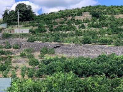 【数量限定】【赤秀特選品】有田みかん2Sサイズ約10kg