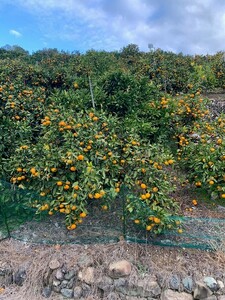 【数量限定】【赤秀特選品】有田みかん2Sサイズ約10kg