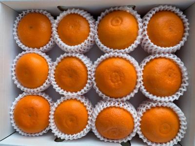 完熟せとか(9~15玉/サイズ指定不可)