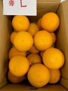 はっさく 赤秀品 Lサイズ 約5kg