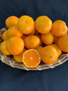 【数量限定】【赤秀特選品】有田みかん 約10kg(Lもしくは2Lサイズ)※サイズ指定不可