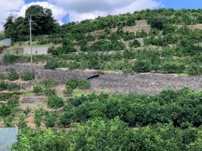 【数量限定】【赤秀特選品】有田みかん 約10kg(Lもしくは2Lサイズ)※サイズ指定不可