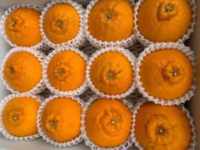 有田の不知火(しらぬい)12玉入り