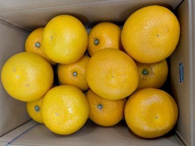 はっさく 赤秀品 約5kg(3L・2L/サイズ指定不可)