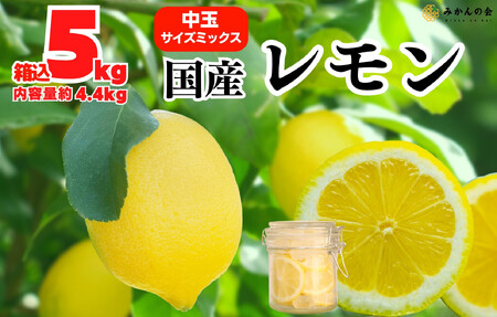 レモン 中玉 国産 箱込5kg(内容量約4.4kg) 秀品 L 2L 3L サイズミックス 和歌山県有田産 【みかんの会】