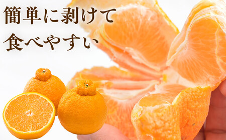 ［先行予約］厳選 不知火1kg+250g（傷み補償分）［デコポンと同品種・人気の春みかん］