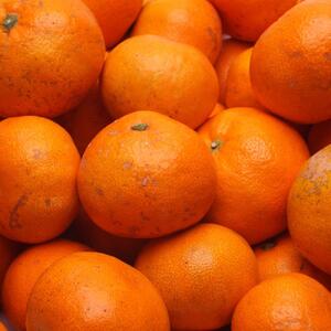 家庭用 熟成みかん5kg+250g(傷み補償分)